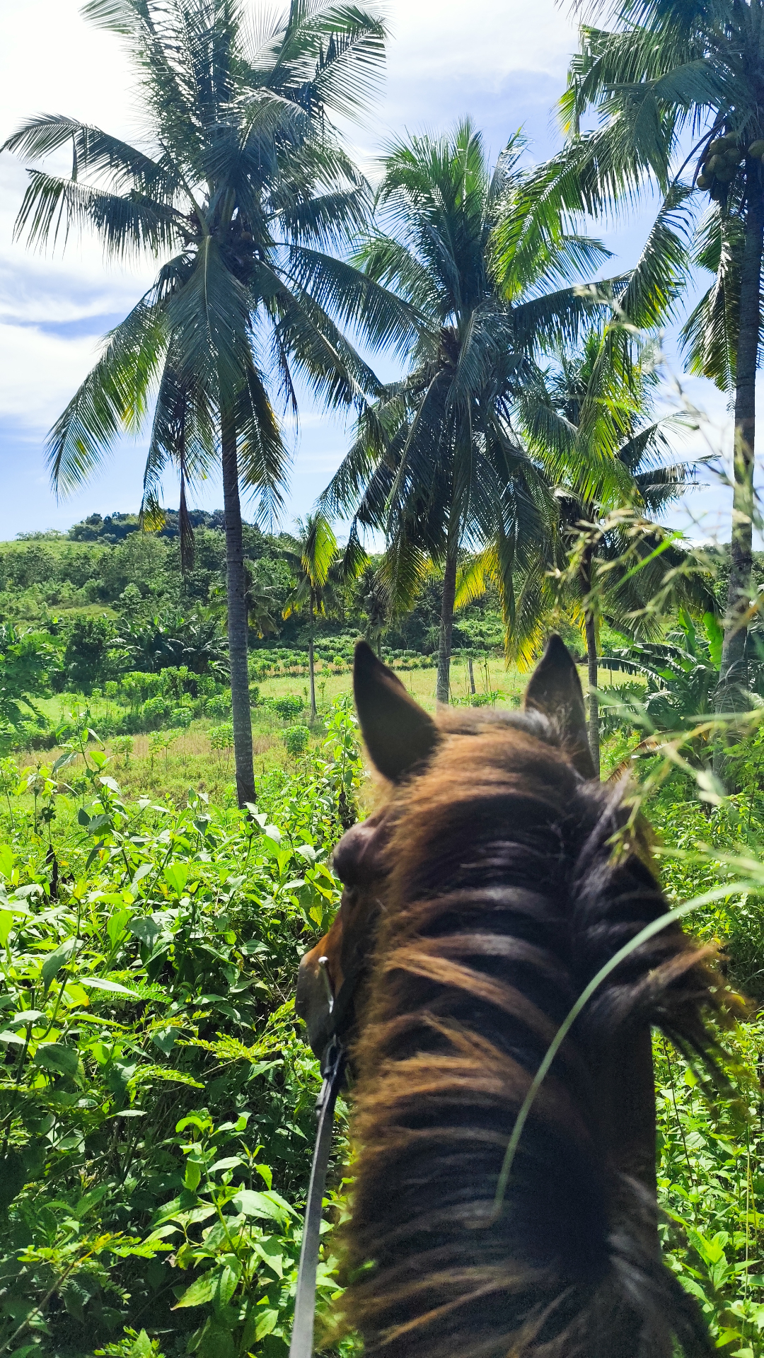 Sumba pony close-up