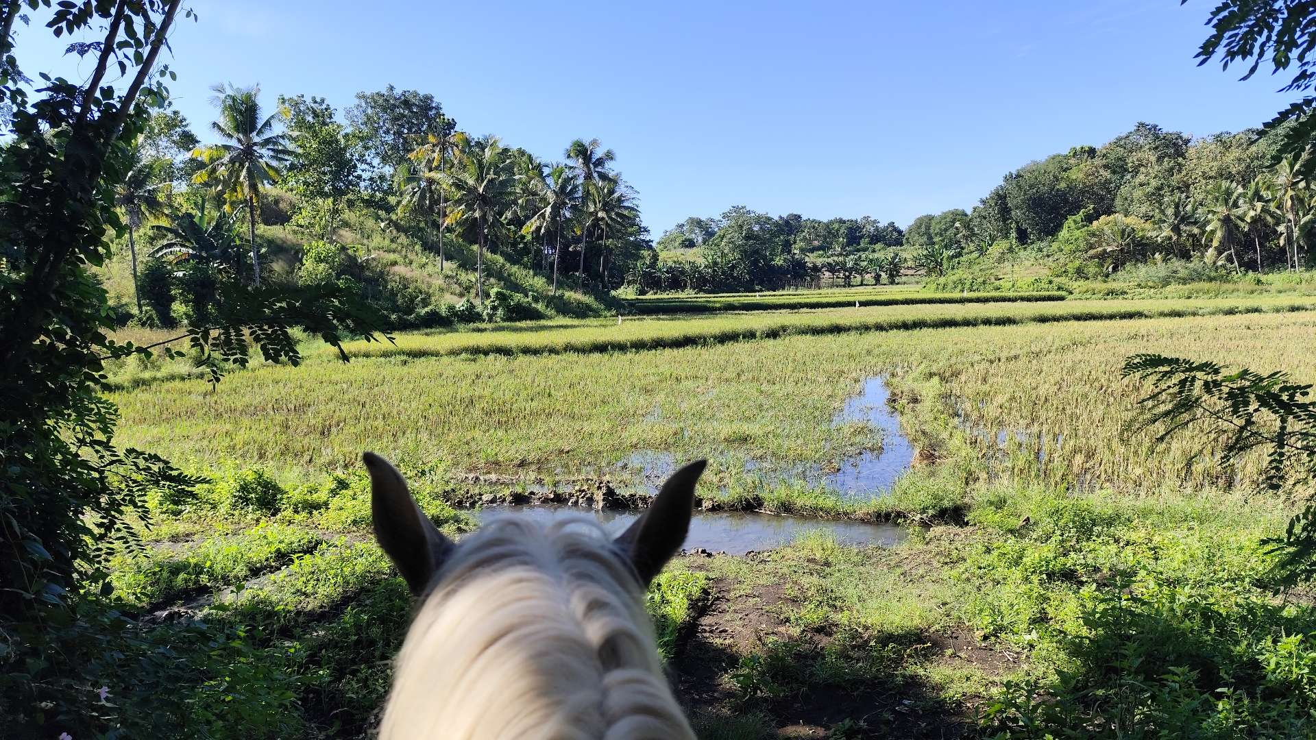 View from horseback across rice fields and palms in Sumba